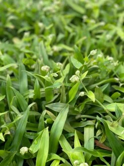Beijing Grass (Murdannia Loriformis) -Wilson Bros Gardens Shop IMG 8630