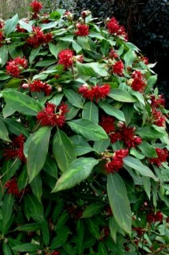 Miss Scarlett Florida Anise (Illicium Floridanum) - 3 Gallon Pot -Wilson Bros Gardens Shop Illicium floridanum miss scarlet anise 102