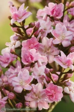 Rosalinda Indian Hawthorn Single Trunk Tree - 7 Gallon Pot (6-7') 9 Rosalinda Indian Hawthorn Single Trunk Tree - 7 Gallon Pot (6-7') -Wilson Bros Gardens Shop Indian Hawthorne Rosalinda 6