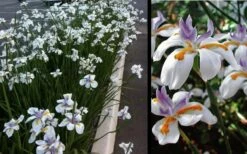 White African Iris - Fortnight Lily - Dietes Iridioides - 1 Gallon Pot -Wilson Bros Gardens Shop Iris African White 3