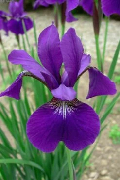 Caesar's Brother Siberian Iris - 1 Gallon Pot -Wilson Bros Gardens Shop Iris Caesars Brother 10