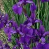 Caesar's Brother Siberian Iris - 1 Gallon Pot