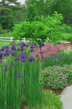 Caesar's Brother Siberian Iris - 1 Gallon Pot -Wilson Bros Gardens Shop Iris Caesars Brother 15