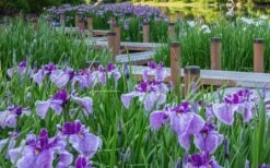 Anna Japanese Iris (Iris Ensata) - 1 Gallon Pot -Wilson Bros Gardens Shop Iris Ensata Anna 7