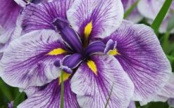 Anna Japanese Iris (Iris Ensata) - 1 Gallon Pot -Wilson Bros Gardens Shop Iris Ensata Anna 8
