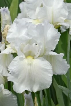 Immortality Tall Bearded Iris (Reblooming) - 1 Gallon Pot -Wilson Bros Gardens Shop Iris Germanica Immortality 4