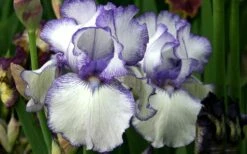 Hemstitched Reblooming Fragrant Bearded Iris- 1 Gallon Pot -Wilson Bros Gardens Shop Iris Hemstitched 11