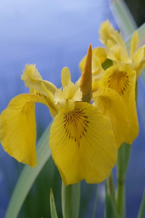 Yellow Flag Iris - 8 Pack Of 1 Gallon Pots 9 Yellow Flag Iris - 8 Pack Of 1 Gallon Pots - Image 9