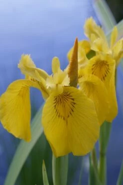 Yellow Flag Iris - 1 Gallon Pot 17 Yellow Flag Iris - 1 Gallon Pot -Wilson Bros Gardens Shop Iris Yellow Flag 2