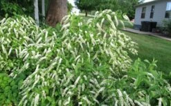 Henry's Garnet Virginia Sweetspire (Itea) - 7 Gallon Pot -Wilson Bros Gardens Shop Itea Henry Garnet 50