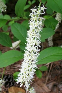 Henry's Garnet Virginia Sweetspire (Itea) - 7 Gallon Pot -Wilson Bros Gardens Shop Itea Henrys Garnet 10