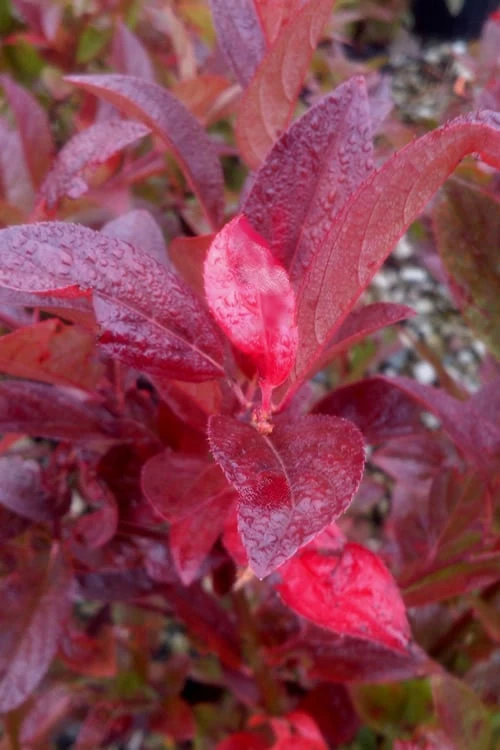 Henry's Garnet Virginia Sweetspire - Itea Virginica - 3 Gallon Pot 9 Henry's Garnet Virginia Sweetspire - Itea Virginica - 3 Gallon Pot - Image 9