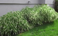 Henry's Garnet Virginia Sweetspire (Itea) - 7 Gallon Pot -Wilson Bros Gardens Shop Itea Henrys Garnet 15