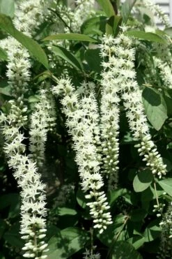 Henry's Garnet Virginia Sweetspire (Itea) - 7 Gallon Pot