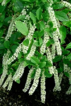 Henry's Garnet Virginia Sweetspire (Itea) - 7 Gallon Pot -Wilson Bros Gardens Shop Itea Henrys Garnet 21