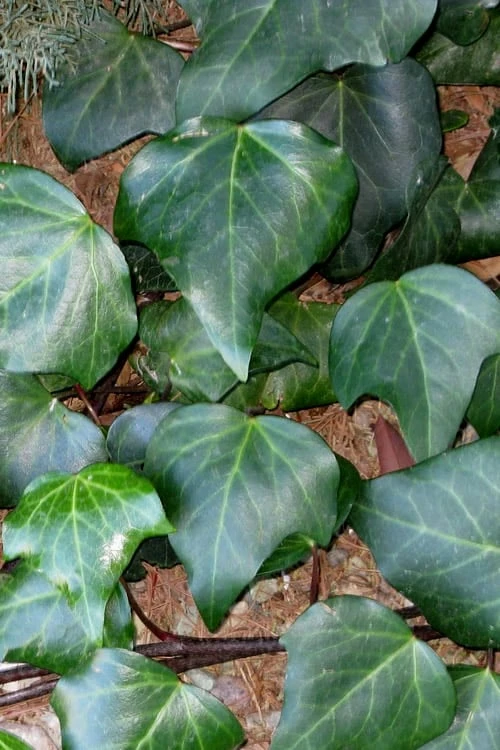 Algerian Ivy - Hedera Helix - 5 Pack Of Pint Pots 1 Algerian Ivy - Hedera Helix - 5 Pack Of Pint Pots