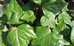 Algerian Ivy - Hedera Helix - 5 Pack Of Pint Pots 8 Algerian Ivy - Hedera Helix - 5 Pack Of Pint Pots -Wilson Bros Gardens Shop Ivy Algerian Closeup 2