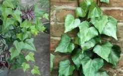 Algerian Ivy - Hedera Helix - 6 Pack Of Pint Pots -Wilson Bros Gardens Shop Ivy Algerian Combo 1
