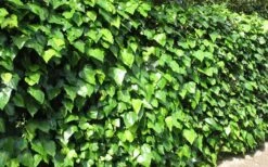 Algerian Ivy - Hedera Helix - 10 Count Flat Of Pint Pots -Wilson Bros Gardens Shop Ivy Algerian Landscape 3