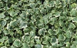 Anne Marie White Variegated Ivy (Hedera Helix) - 10 Count Flat Of Pint Pots -Wilson Bros Gardens Shop Ivy Anne Marie 2
