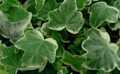 Anne Marie White Variegated Ivy (Hedera Helix) - 5 Pack Of Pint Pots -Wilson Bros Gardens Shop Ivy Anne Marie 50