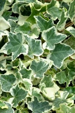 Anne Marie White Variegated Ivy (Hedera Helix) - 6 Pack Of 2.5" Pots