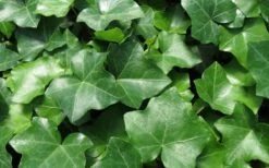 English Ivy - Hedera Helix - 18 Count Flat Of Pint Pots -Wilson Bros Gardens Shop Ivy English 1