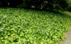English Ivy - Hedera Helix - 18 Count Flat Of Pint Pots -Wilson Bros Gardens Shop Ivy English 2