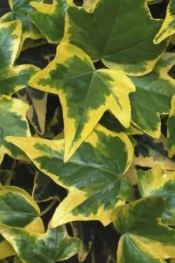 Gold Child Ivy (Hedera Helix) - 6 Pack Of Pint Pots 9 Gold Child Ivy (Hedera Helix) - 6 Pack Of Pint Pots -Wilson Bros Gardens Shop Ivy Gold Child 1