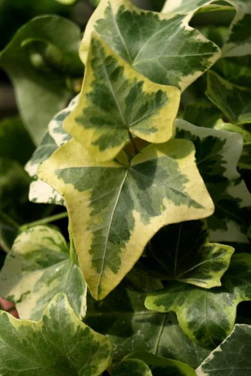Gold Child Ivy (Hedera Helix) - 6 Pack Of Pint Pots 5 Gold Child Ivy (Hedera Helix) - 6 Pack Of Pint Pots - Image 5