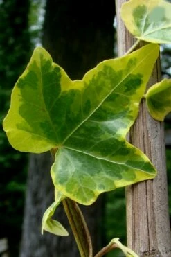 Gold Child Ivy (Hedera Helix) - 6 Pack Of Pint Pots 11 Gold Child Ivy (Hedera Helix) - 6 Pack Of Pint Pots -Wilson Bros Gardens Shop Ivy Gold Child 4