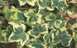 Golden Ingot Ivy - Hedera Helix - 3 Pack Of Pint Pots -Wilson Bros Gardens Shop Ivy Golden Ingot