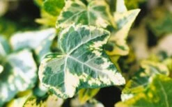 Golden Ingot Ivy - Hedera Helix - 3 Pack Of Pint Pots -Wilson Bros Gardens Shop Ivy Golden Ingot Closeup