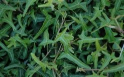 Needlepoint Ivy (Hedera Helix) - 5 Pack Of Pint Pots -Wilson Bros Gardens Shop Ivy Needlepoint 50 2