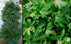 Needlepoint Ivy (Hedera Helix) - 8 Pack Of 2.5" Pots -Wilson Bros Gardens Shop Ivy Needlepoint Combo