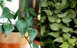 Teardrop Ivy (Hedera Helix) - 10 Pack Of Pint Pots -Wilson Bros Gardens Shop Ivy Tear Drop Combo