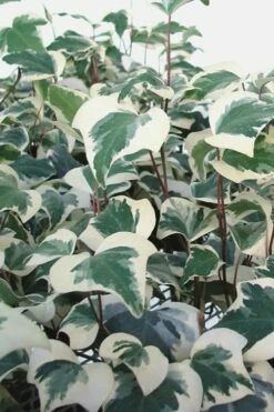 Variegated Algerian Ivy (Hedera Algeriensis 'Gloire De Marengo') - 6 Pack Of Pint Pots -Wilson Bros Gardens Shop Ivy Variegated Algerian 500x750 1