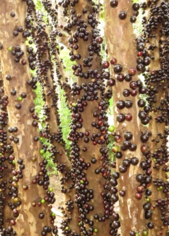 Jabuticaba (Plinia Cauliflora) -Wilson Bros Gardens Shop Jabuticabafruittreeforsalesowexotic