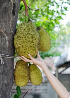 Jackfruit 'Black Gold' (Artocarpus Heterophyllus) -Wilson Bros Gardens Shop Jackfruit hanging on the tree