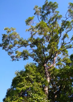 Jamun (Syzygium Cumini) -Wilson Bros Gardens Shop JamunTreesforsale SowExotic.com 2