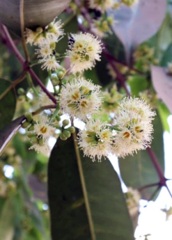 Jamun (Syzygium Cumini) -Wilson Bros Gardens Shop JamunTreesforsale SowExotic.com 6