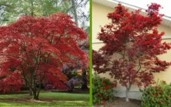Emperor 1 Japanese Maple - 1 Gallon Pot -Wilson Bros Gardens Shop Japanese Maple 2 1