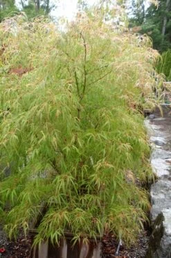Aoyagi Gawa Strapleaf Japanese Maple - 1 Gallon Pot -Wilson Bros Gardens Shop Japanese Maple Aoyagi Gawa 1