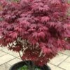 Red Japanese Maple - Acer Palmatum 'Atropurpureum' - 1 Gallon Pot