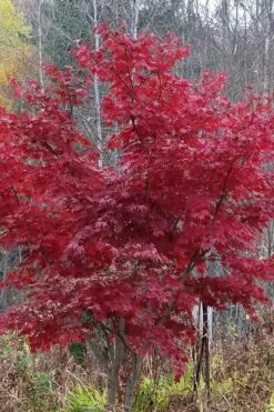 Red Japanese Maple - Acer Palmatum 'Atropurpureum' - 1 Gallon Pot -Wilson Bros Gardens Shop Japanese Maple Atropurpureum 3