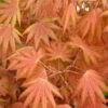 Autumn Moon Japanese Maple - 3 Gallon Pot (3-3.5')