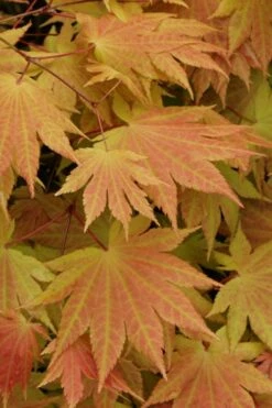 Autumn Moon Japanese Maple - 3 Gallon Pot (2.5 To 3.5') -Wilson Bros Gardens Shop Japanese Maple Autumn Moon 3 1