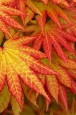 Autumn Moon Japanese Maple - 3 Gallon Pot (2.5 To 3.5') -Wilson Bros Gardens Shop Japanese Maple Autumn Moon 4 1