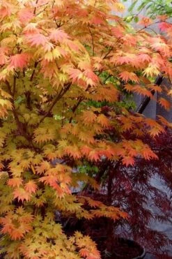 Autumn Moon Japanese Maple - 3 Gallon Pot (2.5 To 3.5') -Wilson Bros Gardens Shop Japanese Maple Autumn Moon 7 1