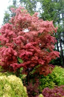 Beni Fushigi Japanese Maple - 1 Gallon Pot -Wilson Bros Gardens Shop Japanese Maple Beni Fushigi 1